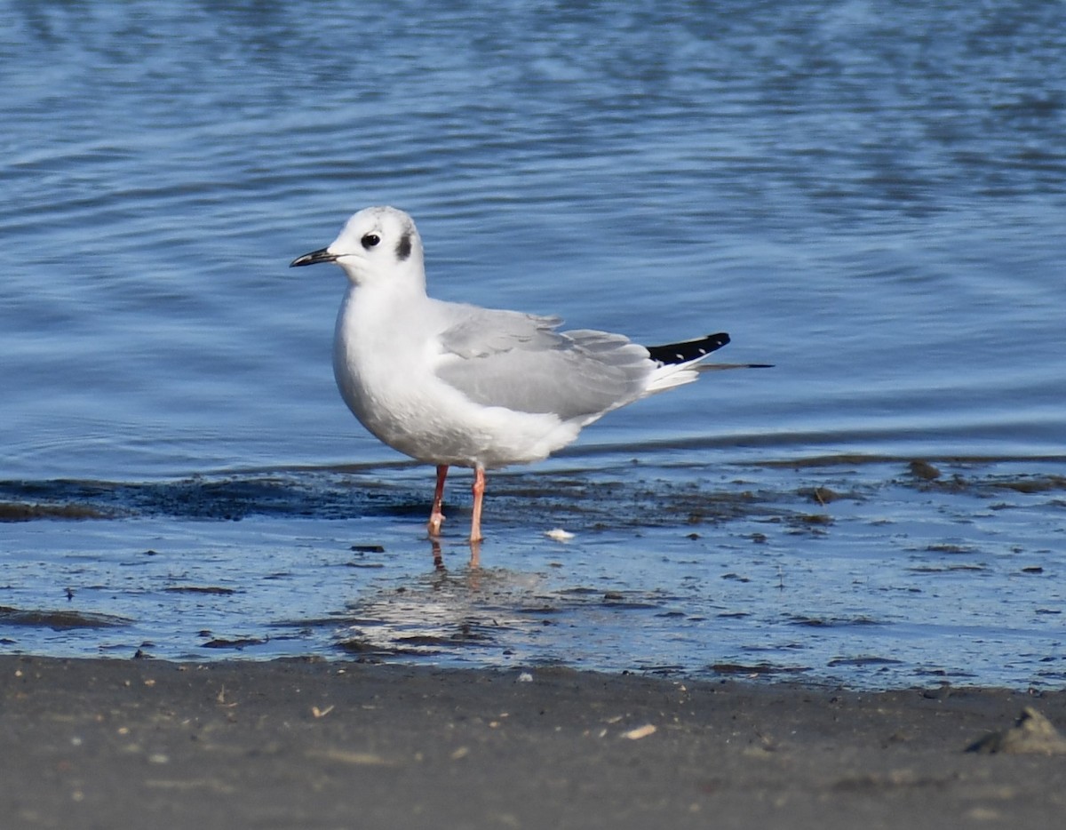 Bonaparte's Gull - ML526349101