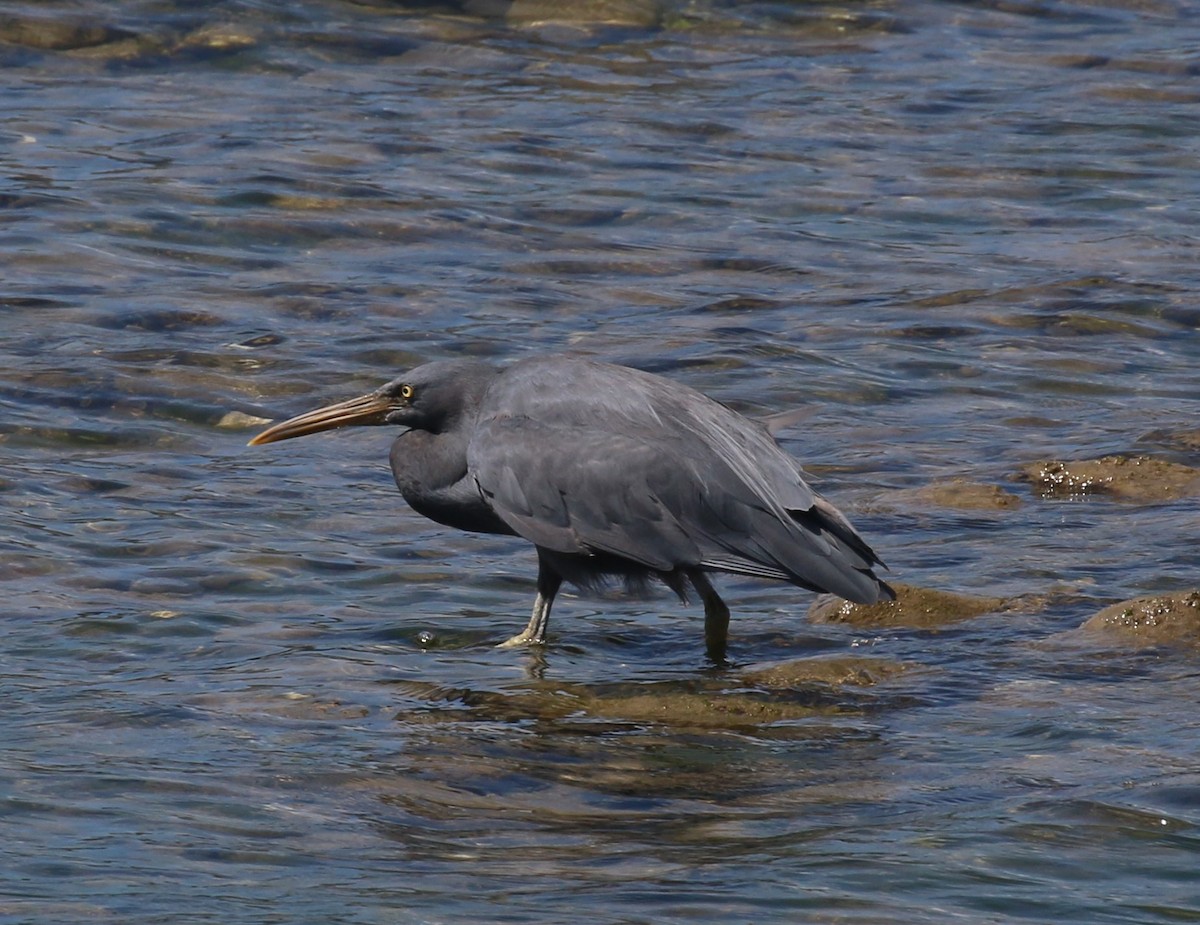 Pacific Reef-Heron - Geoff de Lisle