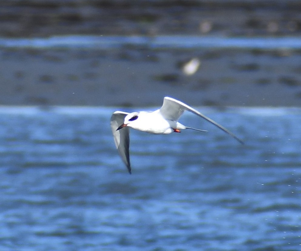 Forster's Tern - ML526349301