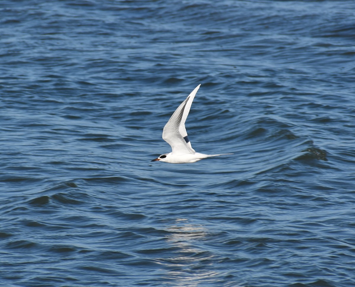 Forster's Tern - ML526349311