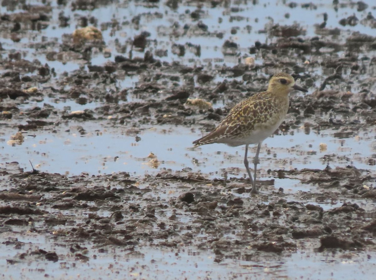 Pacific Golden-Plover - ML526349491