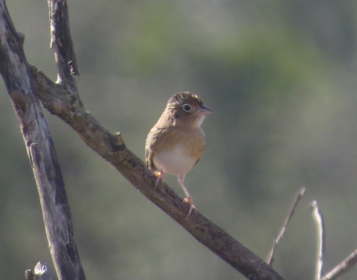 Grasshopper Sparrow - ML526352161