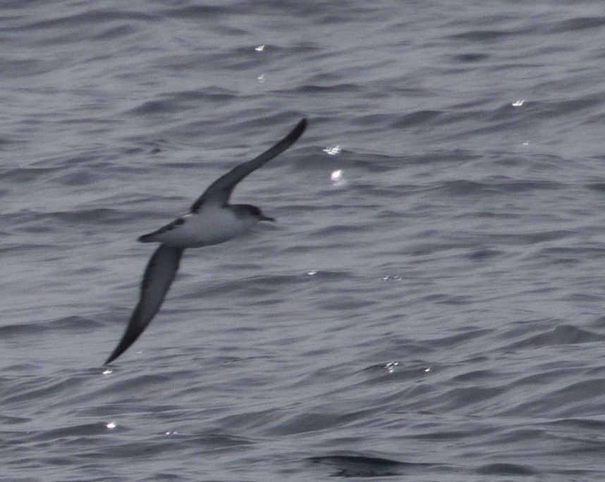 Manx Shearwater - Brett Monroe Garner