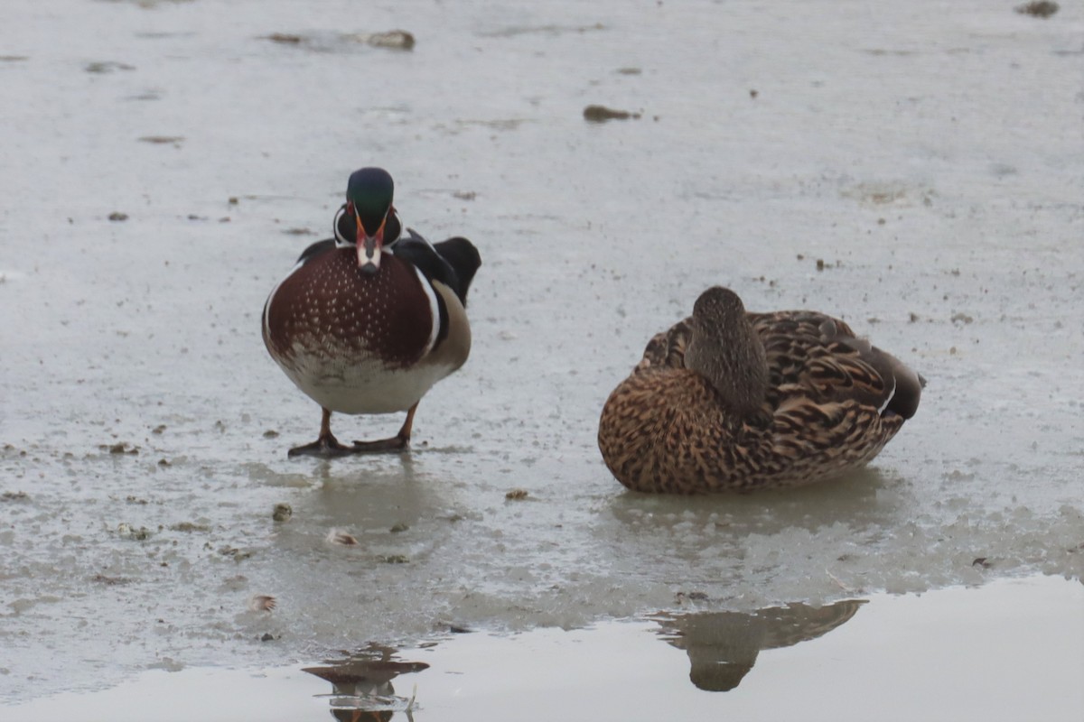 Wood Duck - ML526354441