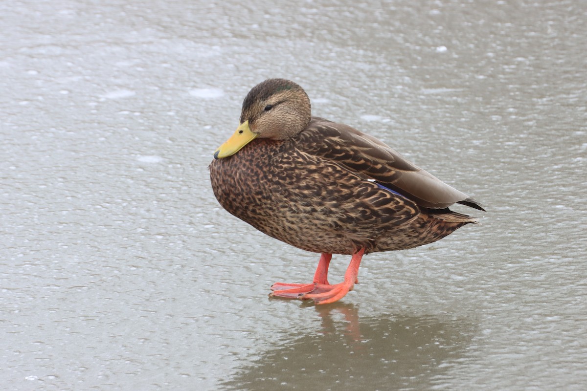 Canard du Mexique - ML526354531