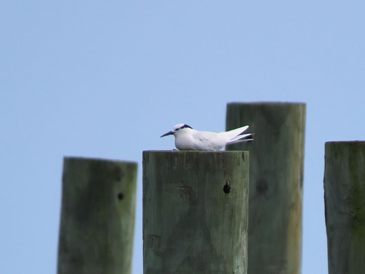 Black-naped Tern - ML526354691