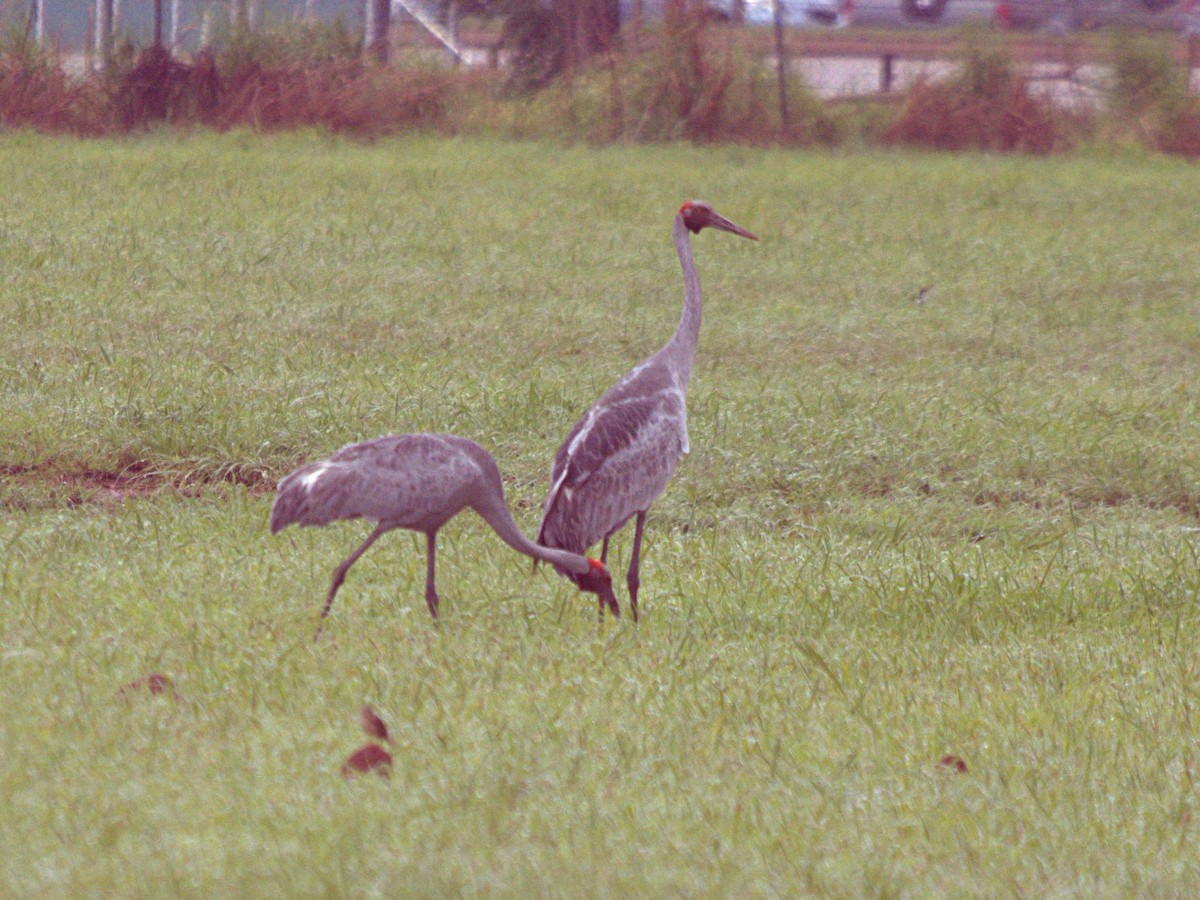 Grue brolga - ML526354771