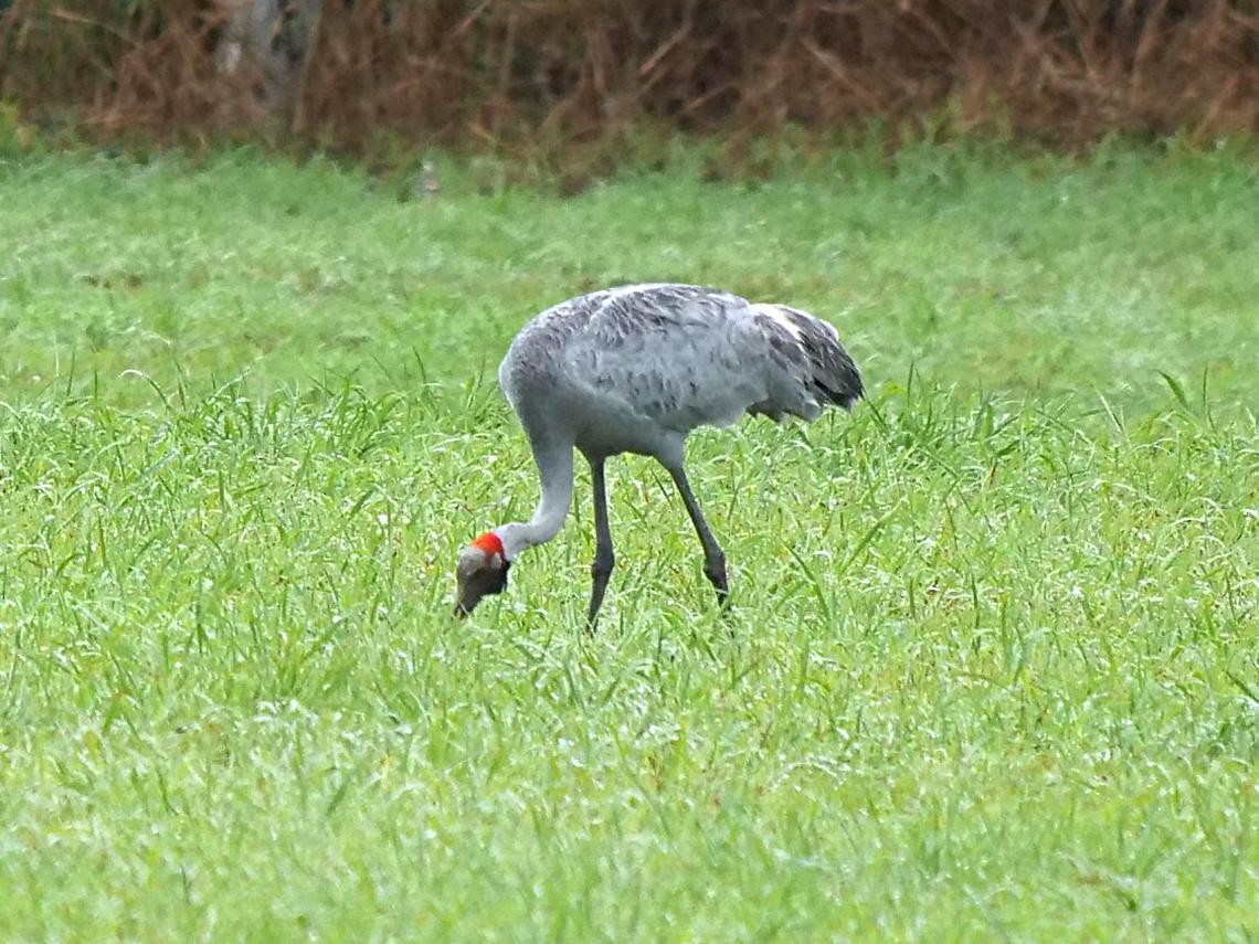 Grue brolga - ML526354781