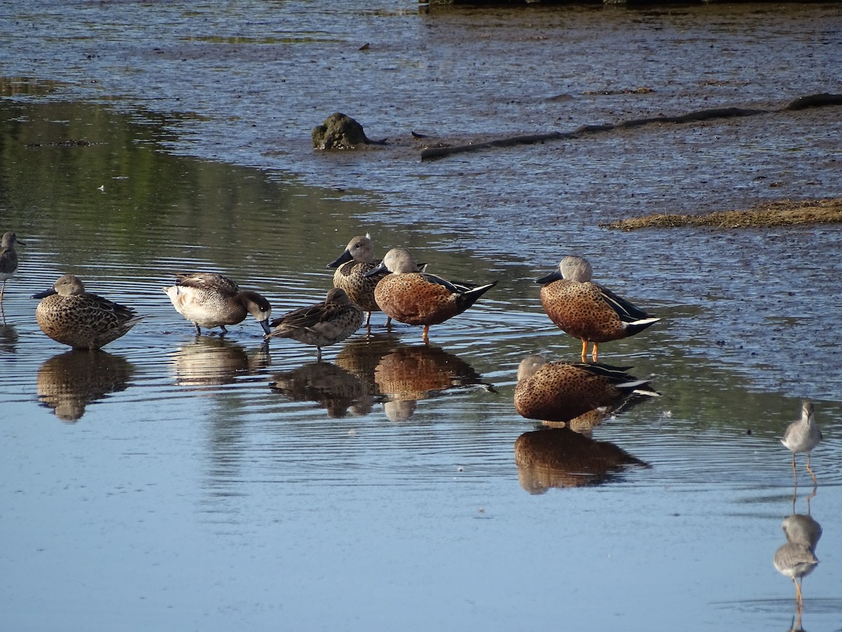 Red Shoveler - ML526354851