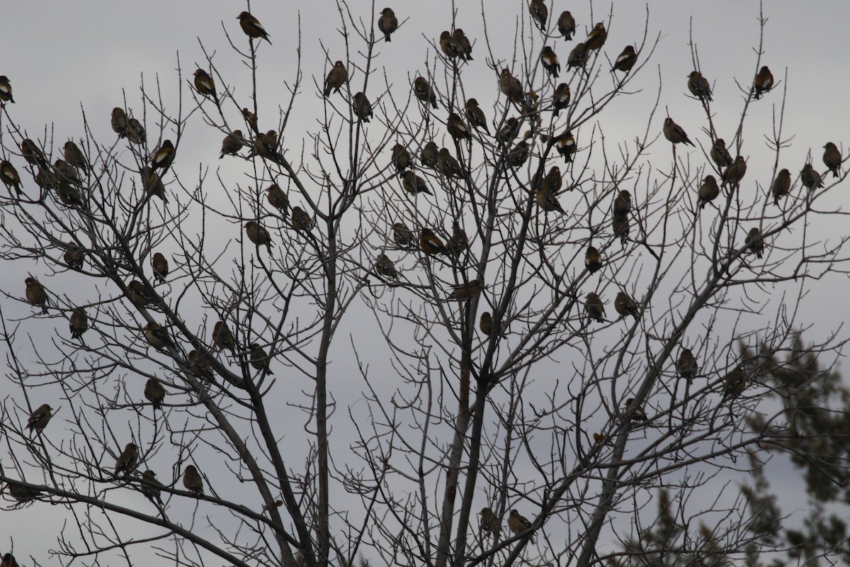 Evening Grosbeak - ML526355191