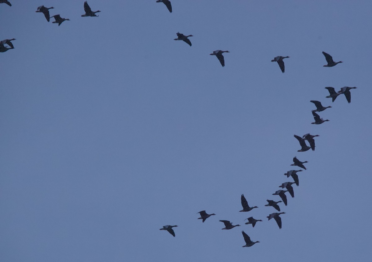 Greater White-fronted Goose - Paul Miller