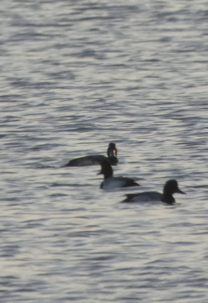 Lesser Scaup - ML526355321