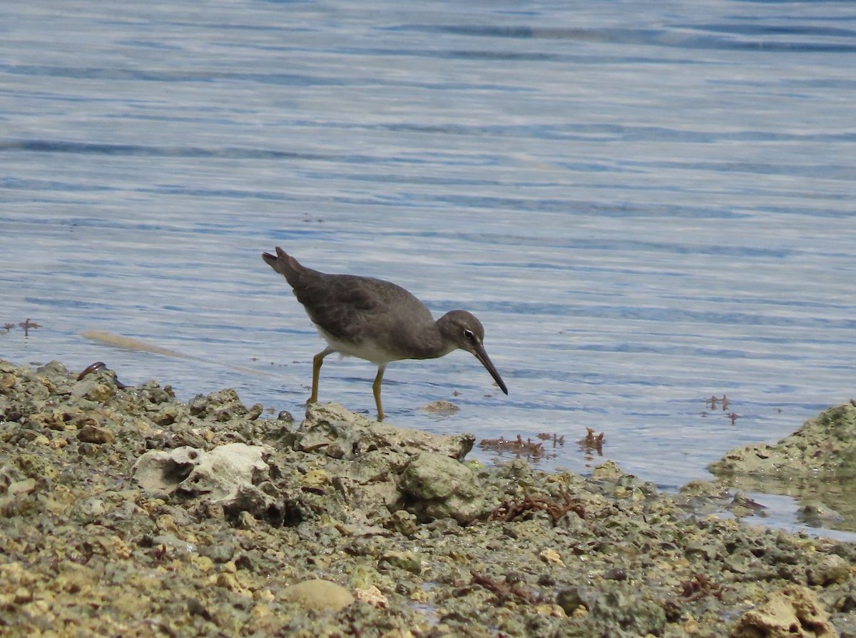 Wandering Tattler - ML526355341