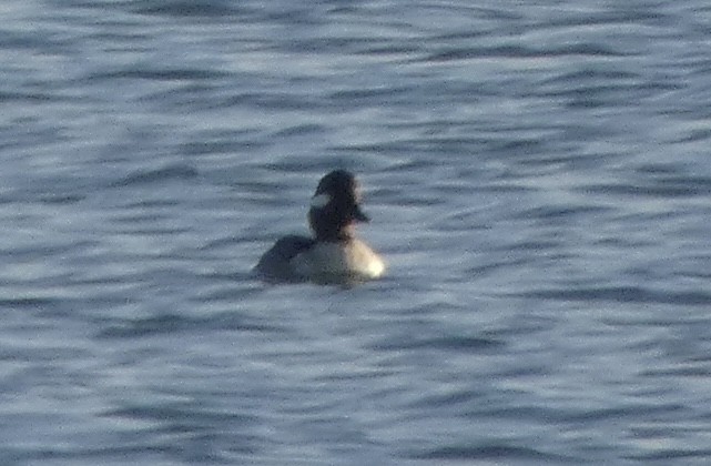 Bufflehead - ML526355451