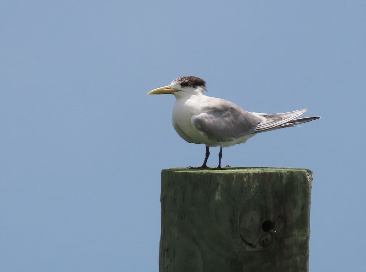 Great Crested Tern - ML526355921