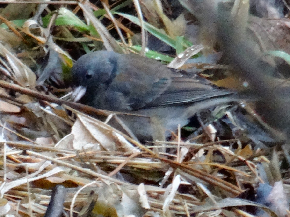 Junco ardoisé (hyemalis/carolinensis) - ML526356321