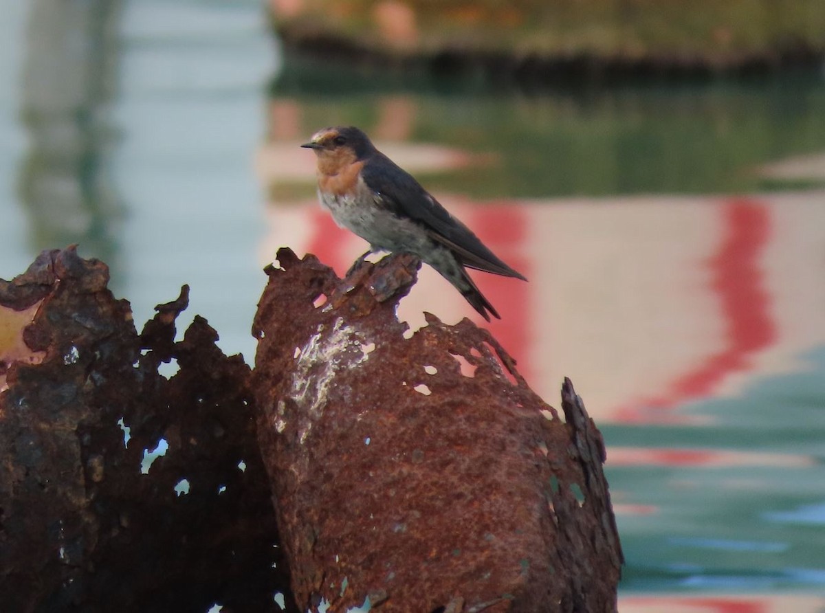 Golondrina del Pacífico - ML526356431