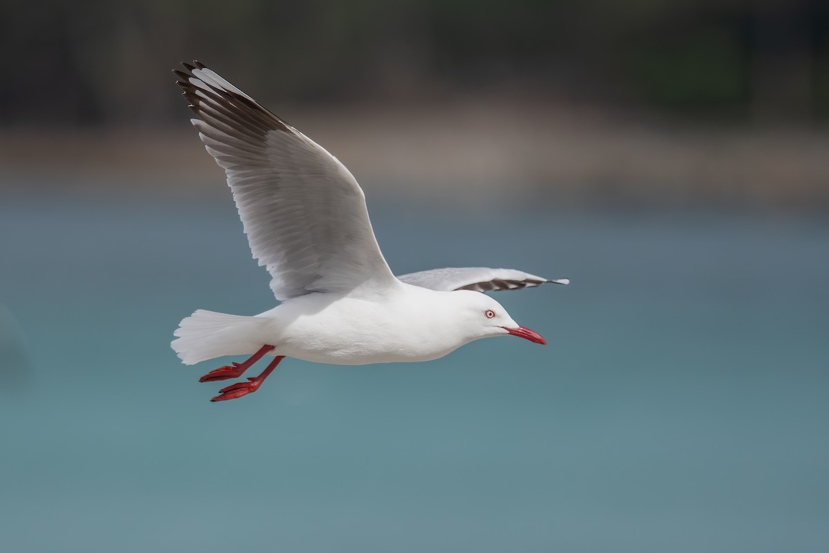 Silver Gull (Silver) - Derek Rogers