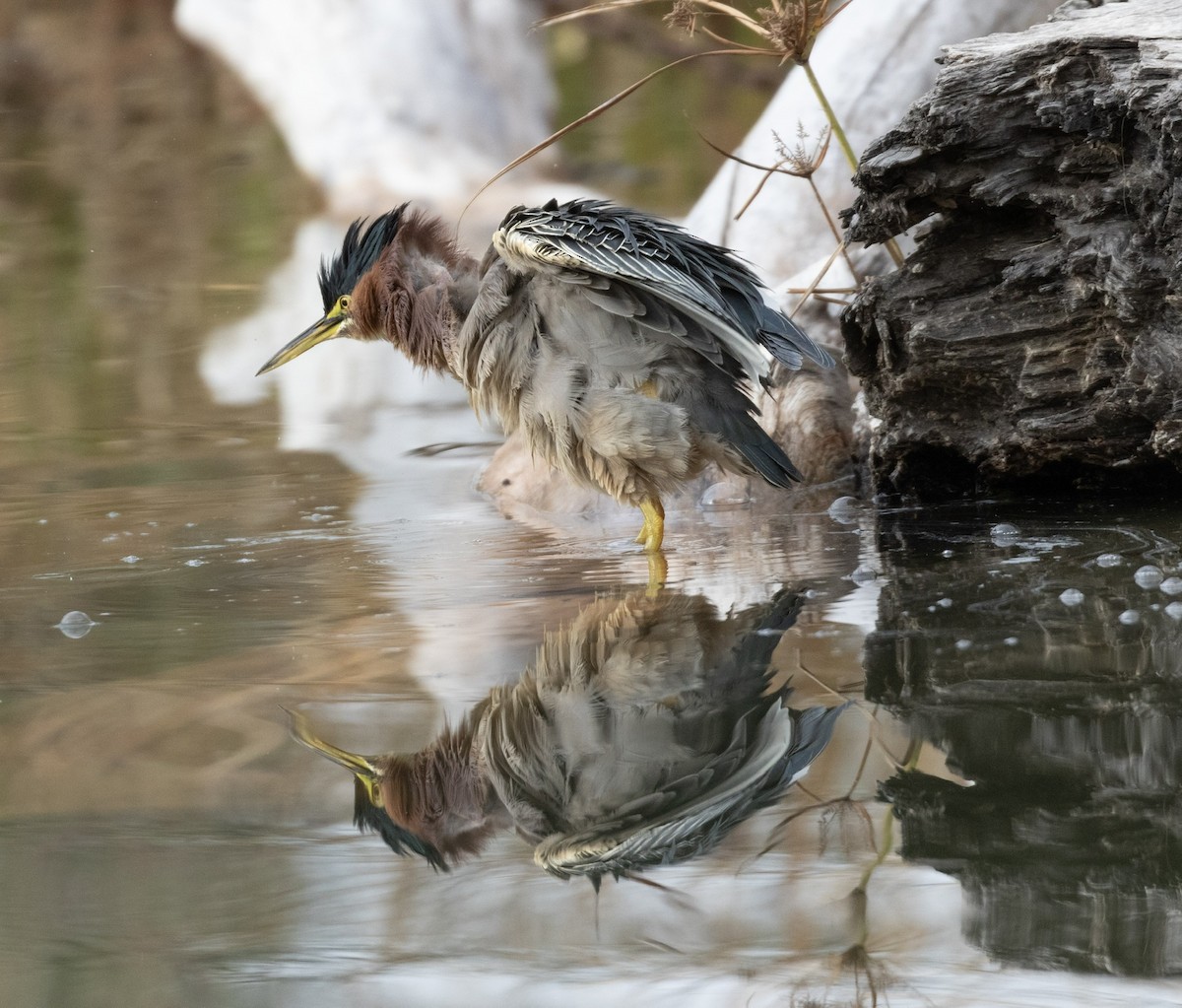 Green Heron - Nicole Koeltzow