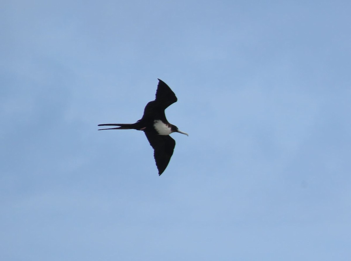 Great Frigatebird - ML526358531