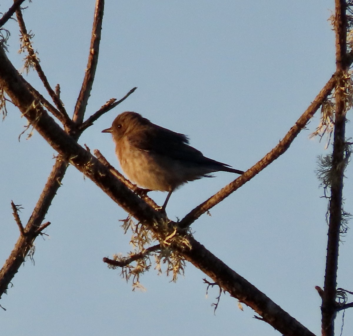 Western Bluebird - ML526358671