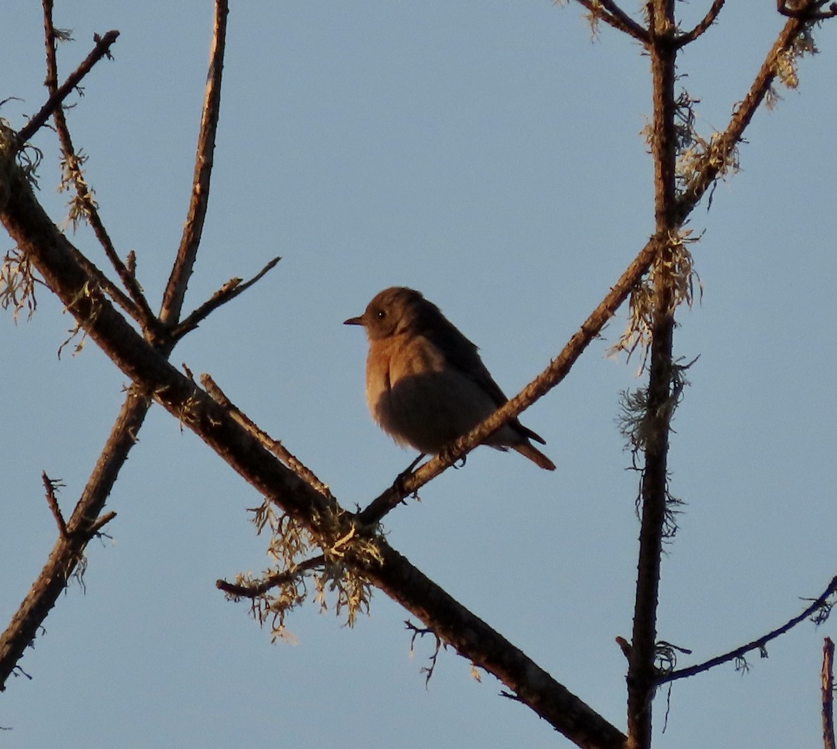 Western Bluebird - ML526358681