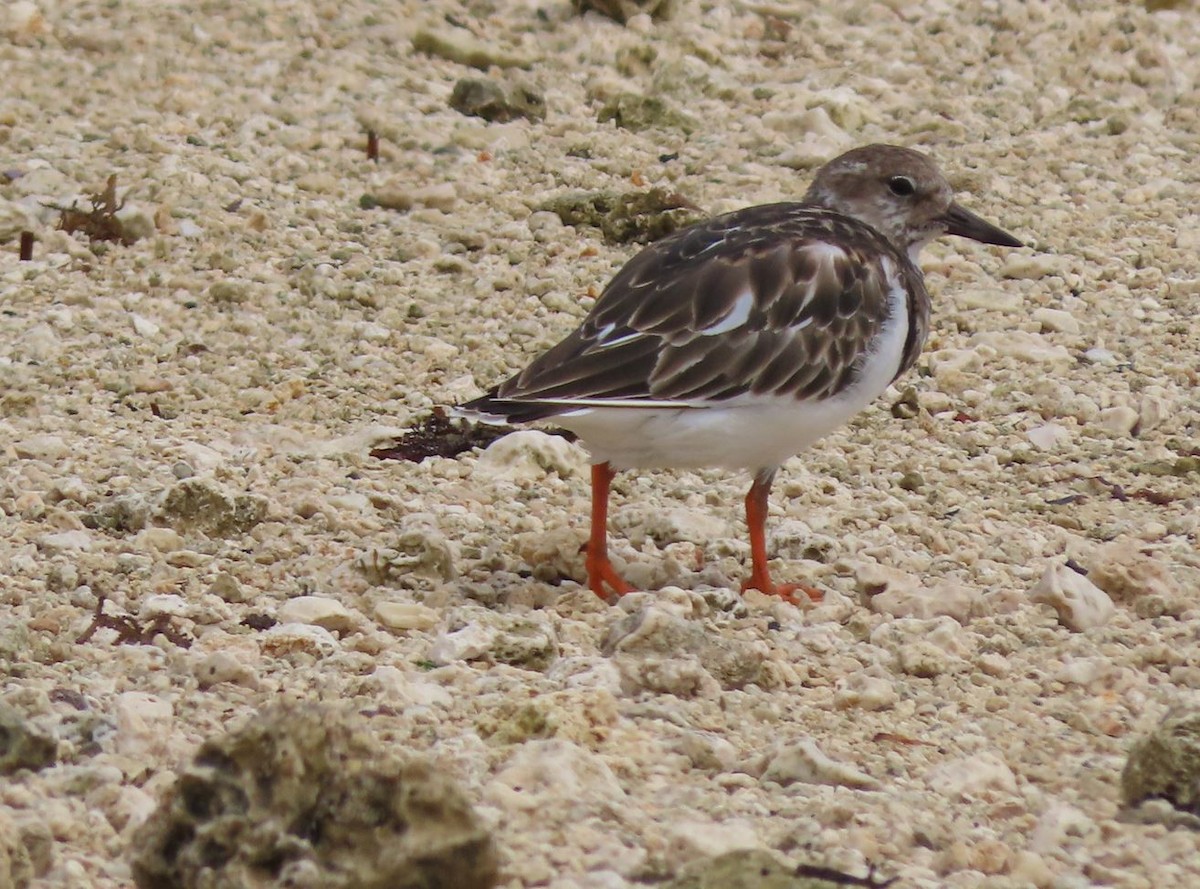 Ruddy Turnstone - ML526359011