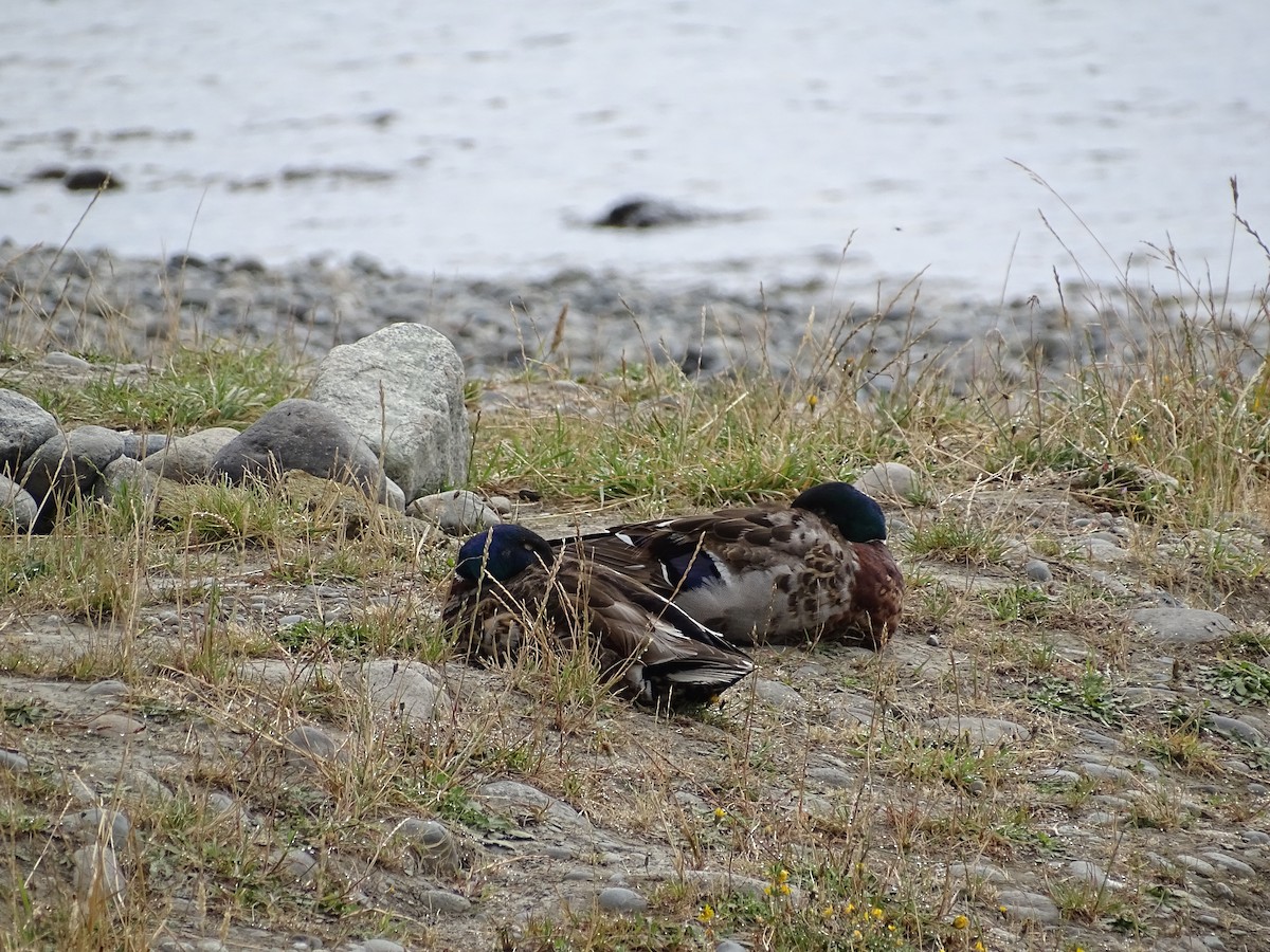 Mallard - Nicole Arcaya-Orrego