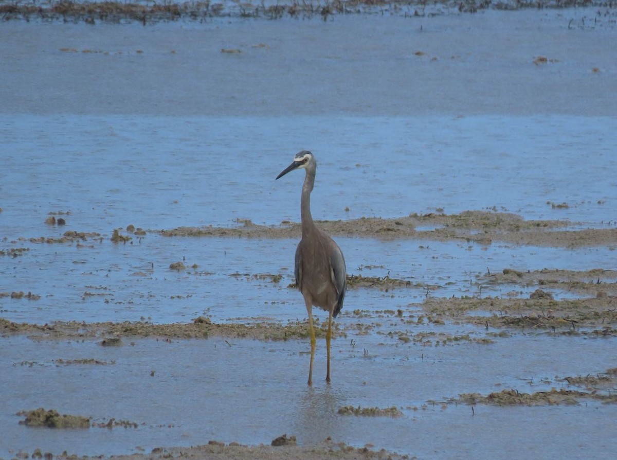 White-faced Heron - Michal Bardecki