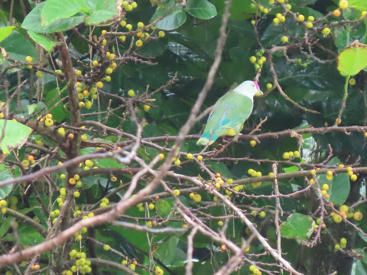 Crimson-crowned Fruit-Dove - ML526360221