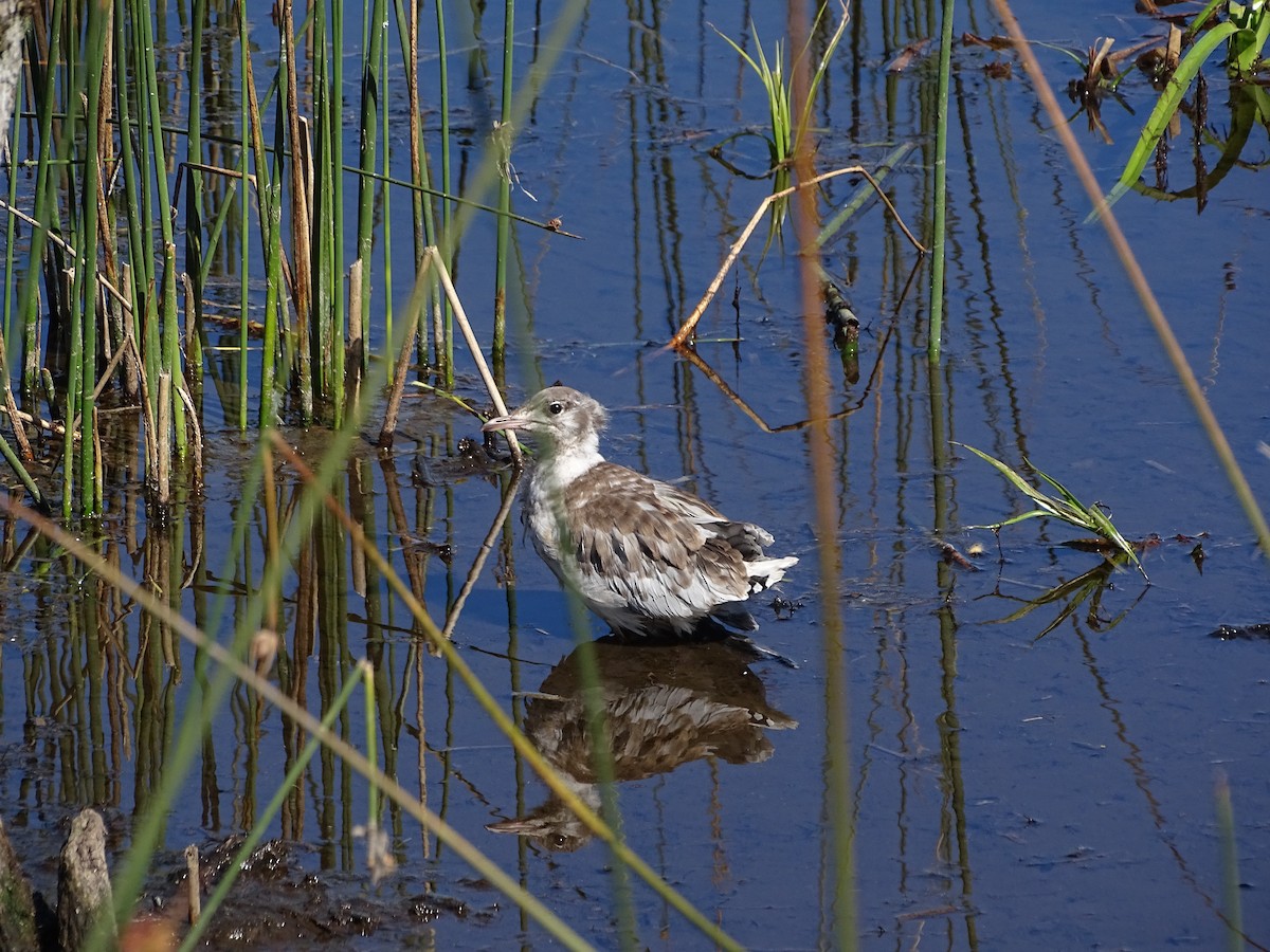 Mouette de Patagonie - ML526361641