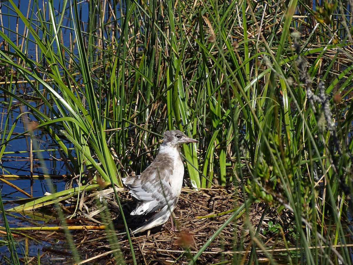 Brown-hooded Gull - ML526361651