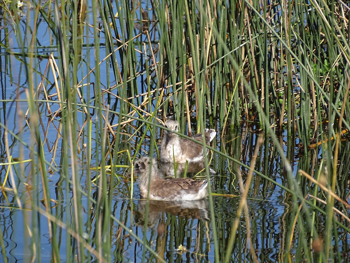 Mouette de Patagonie - ML526361661