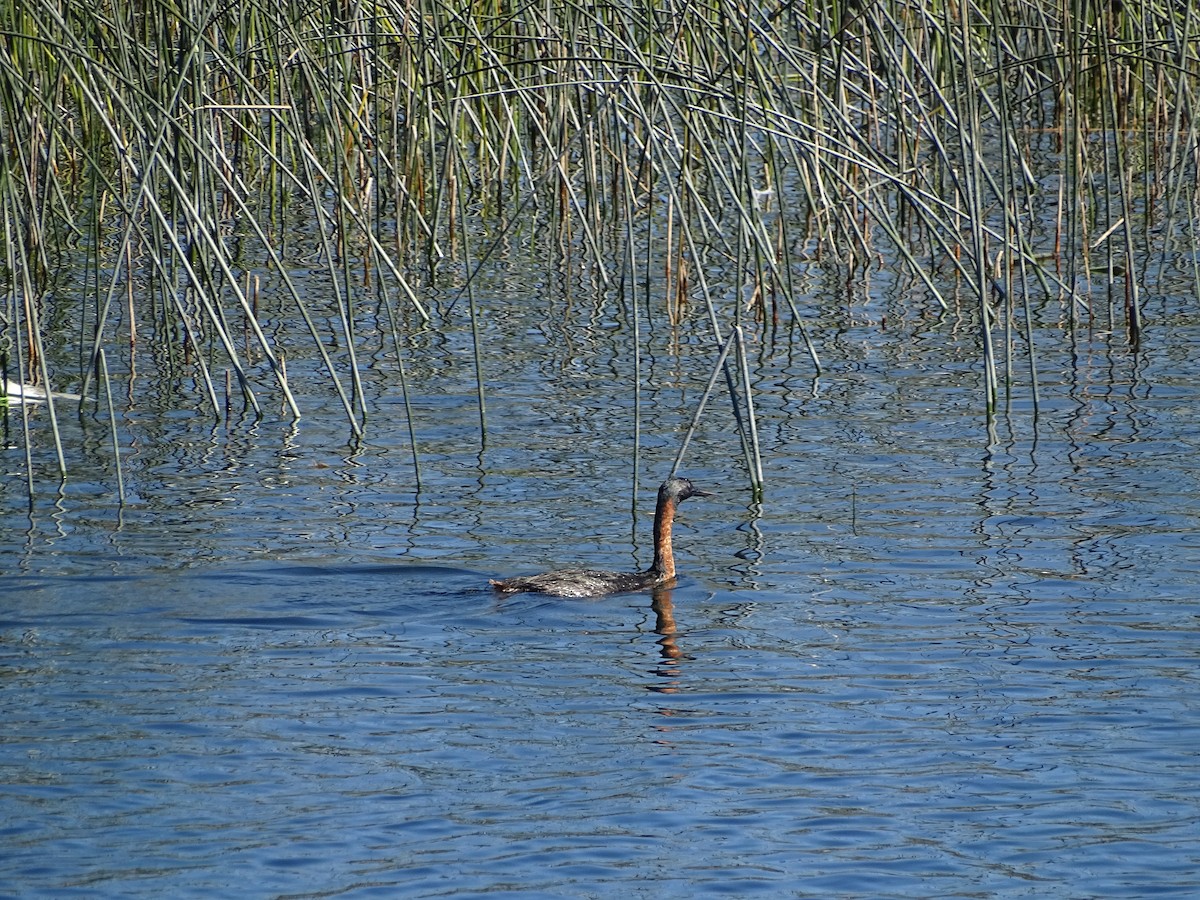 Great Grebe - Nicole Arcaya-Orrego