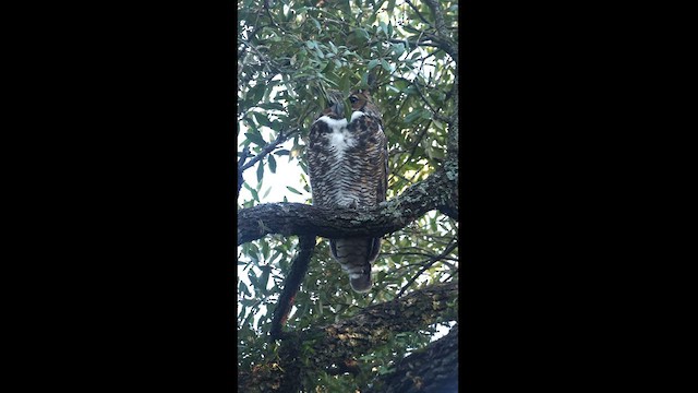 Great Horned Owl - ML526361981