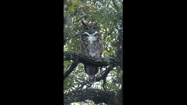 Great Horned Owl - ML526361991