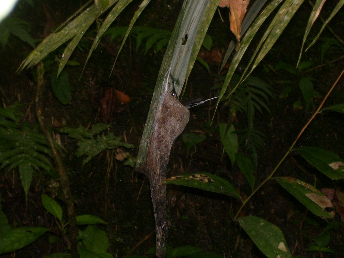 Grünschattenkolibri - ML526362051