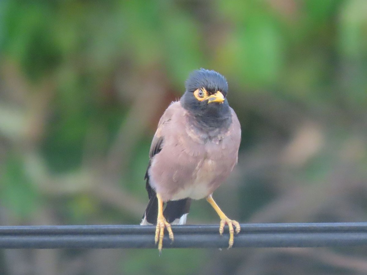 Common Myna - ML526362061