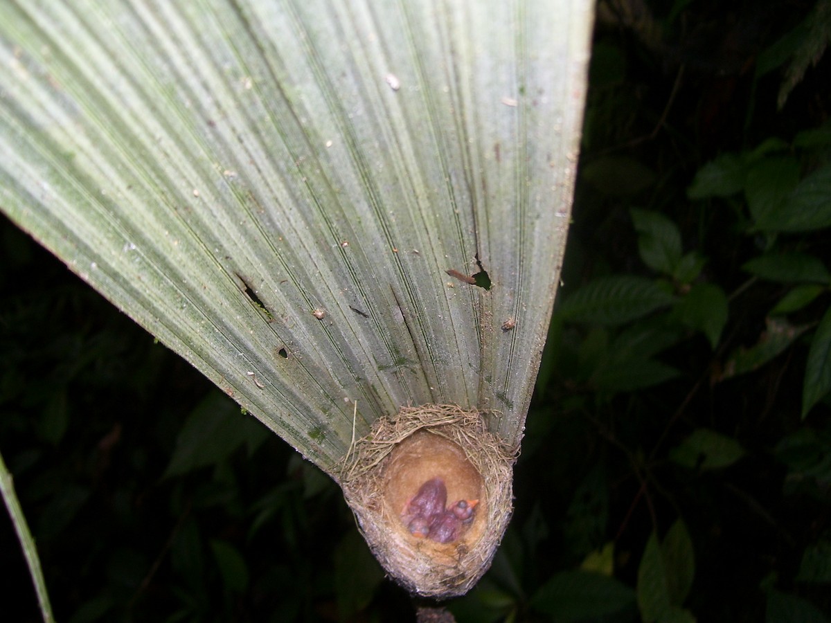 Ermitaño Verde - ML526362171