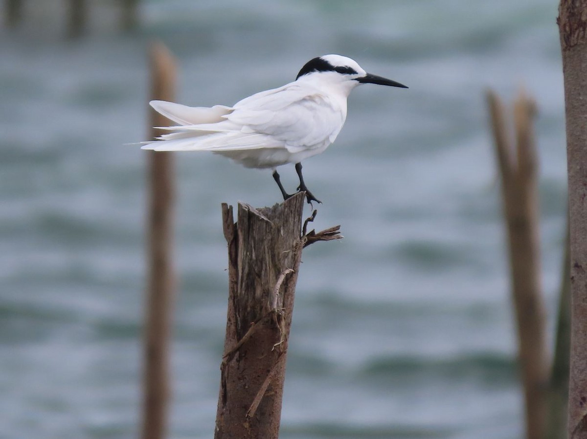 Black-naped Tern - ML526362511