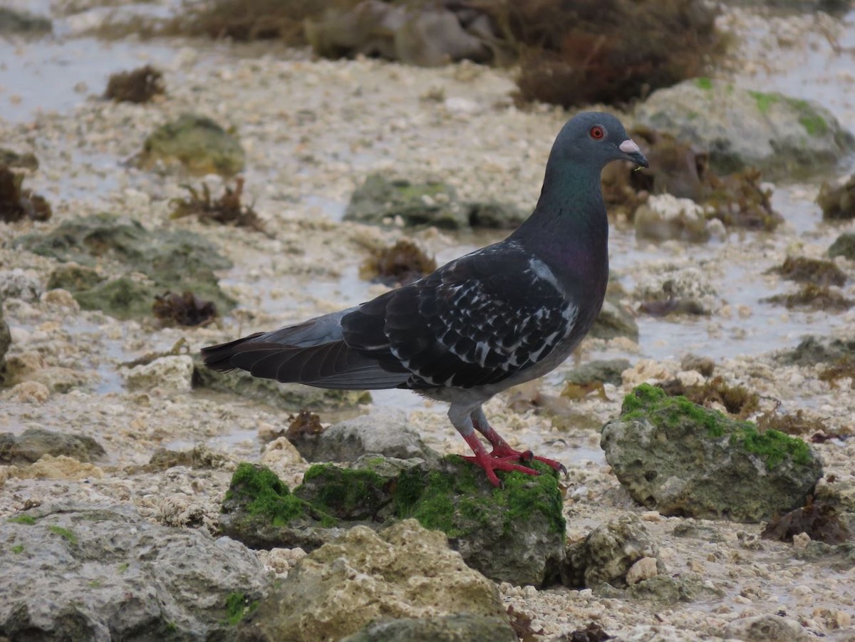 Rock Pigeon (Feral Pigeon) - Michal Bardecki