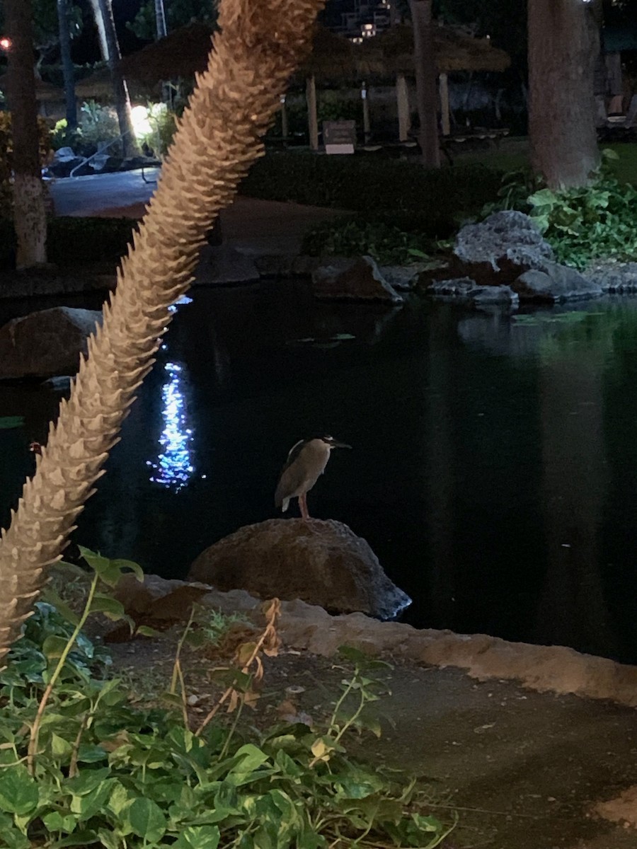 Black-crowned Night Heron - ML526363041