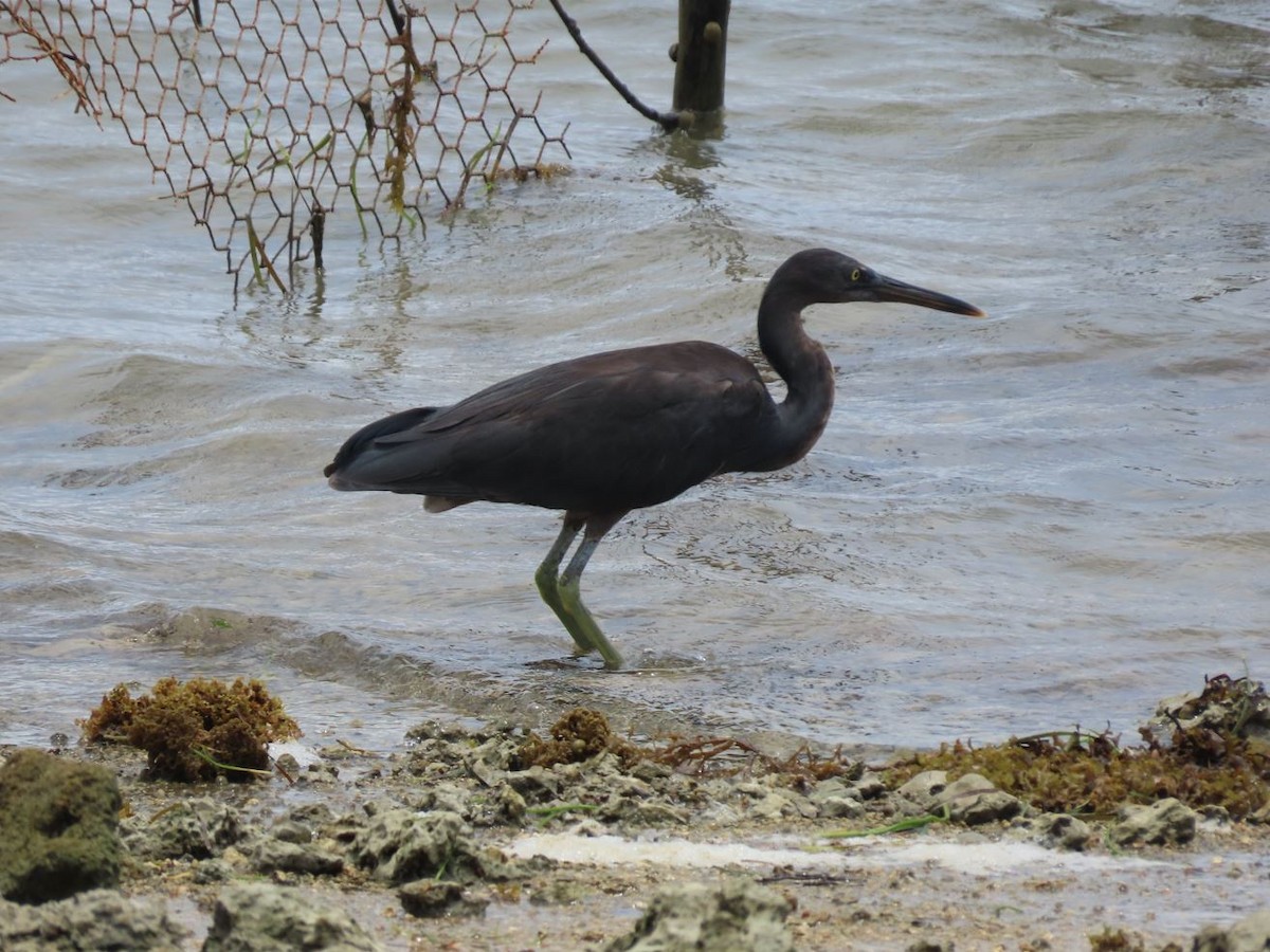 Pacific Reef-Heron - ML526363241