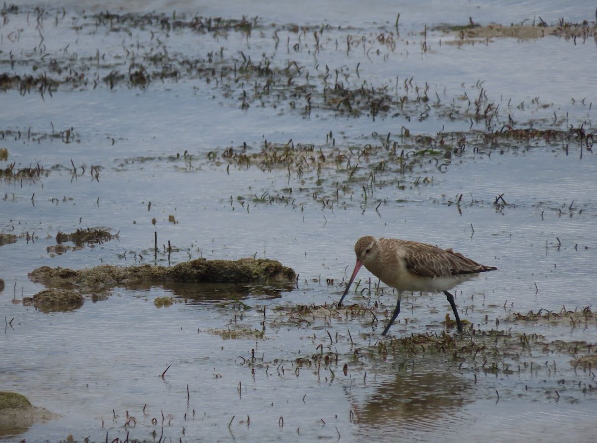 Bar-tailed Godwit - ML526363911