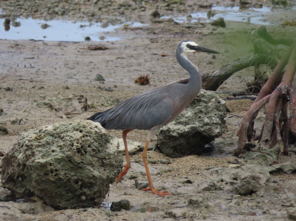 White-faced Heron - ML526363951