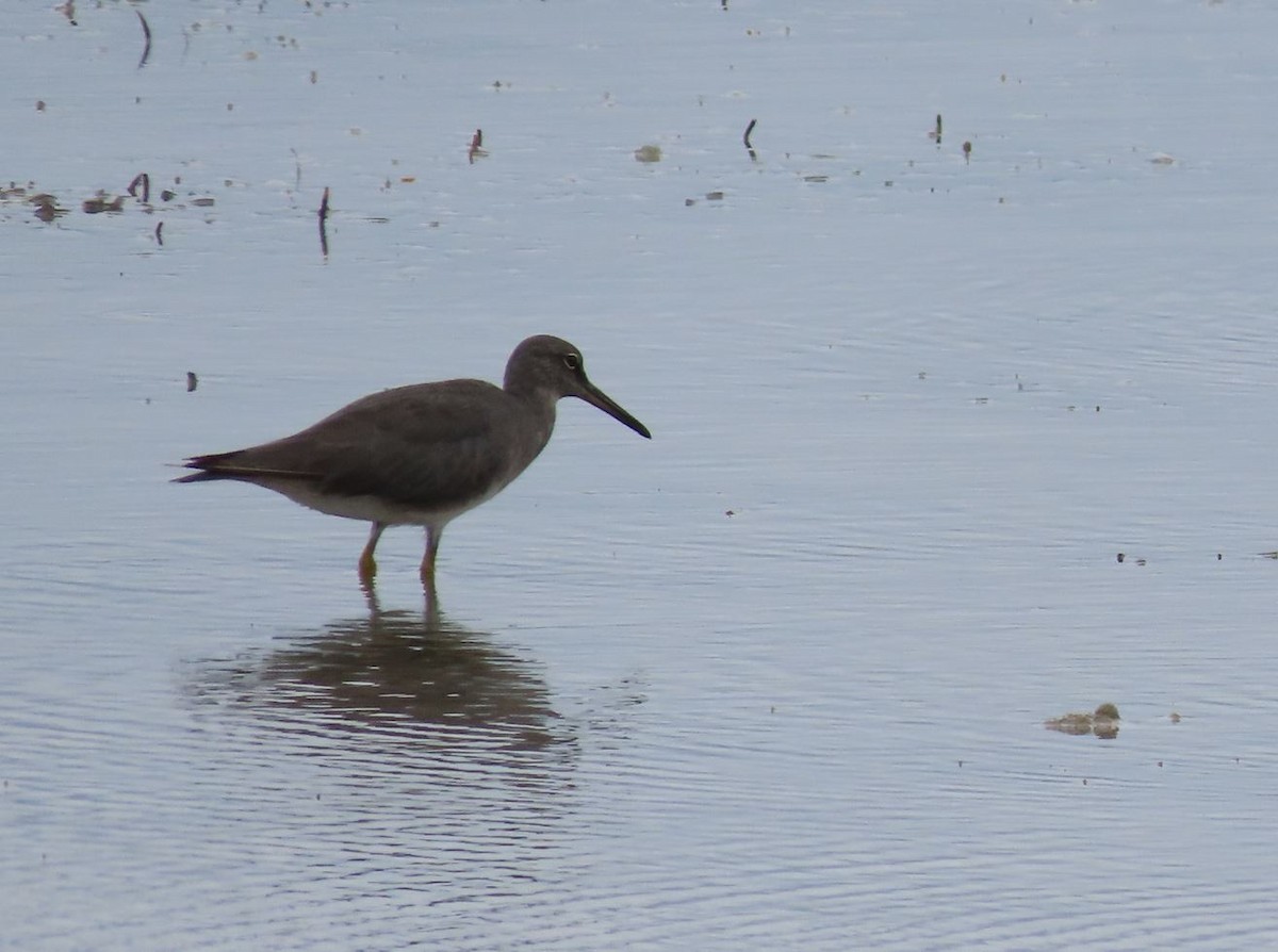 Wandering Tattler - ML526364411