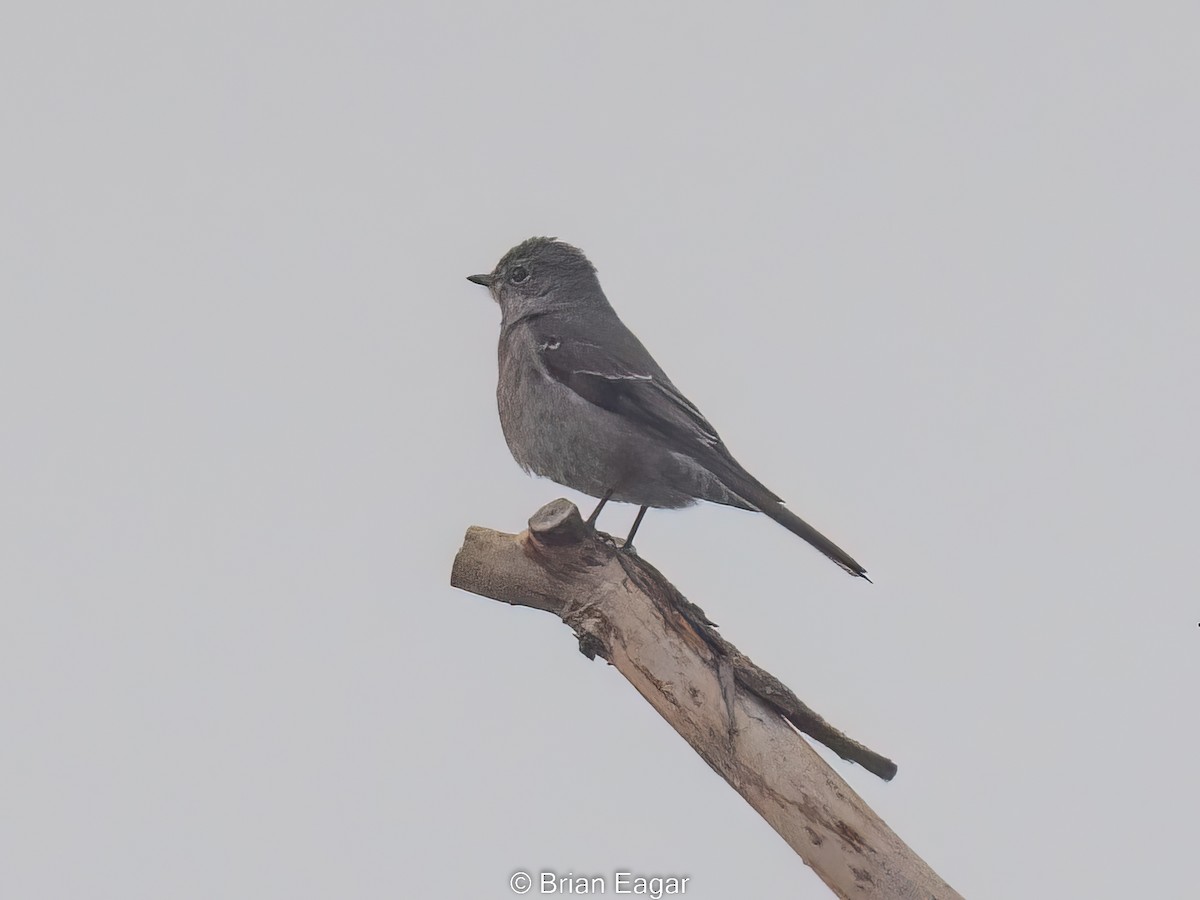 Townsend's Solitaire - ML526365631