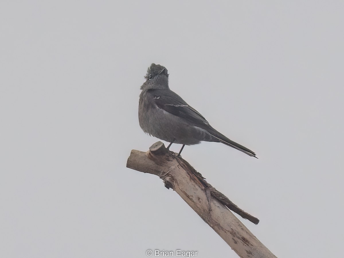 Townsend's Solitaire - ML526365641