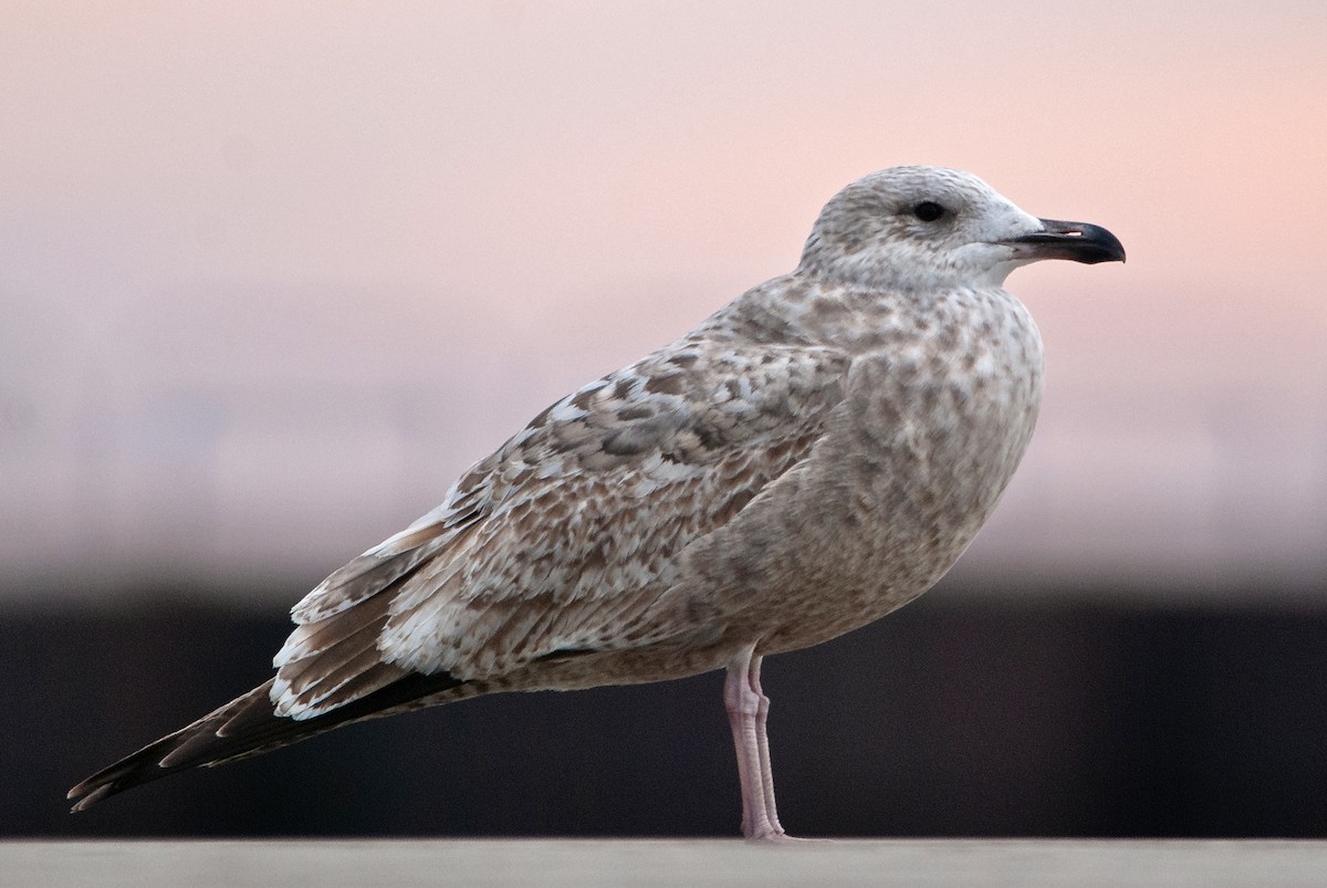 Herring Gull - Andrew Simon