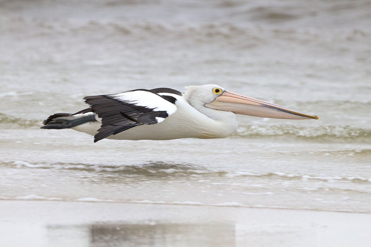 Australian Pelican - ML526366201